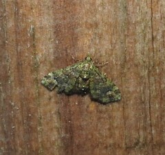 Pasiphila semochlora