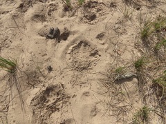 Caracal caracal