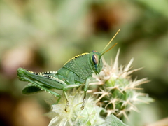 Anacridium aegyptium