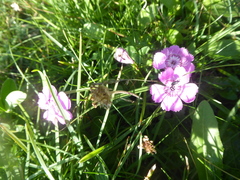 Dianthus alpinus