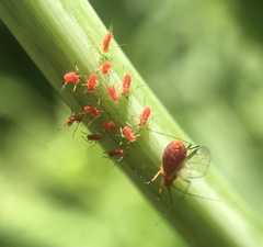 Uroleucon rudbeckiae