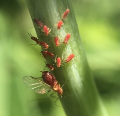 Uroleucon rudbeckiae