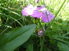 Dianthus alpinus