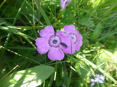 Dianthus alpinus
