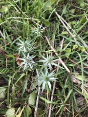 Eryngium hookeri