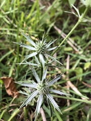 Eryngium hookeri