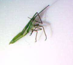 Megaloceroea recticornis