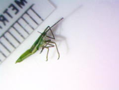 Megaloceroea recticornis