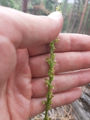 Platanthera unalascensis