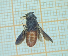 Euaspis
