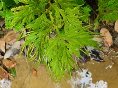 Selaginella delicatula