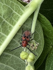 Tetraopes tetrophthalmus