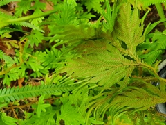 Selaginella delicatula