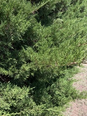 Juniperus virginiana