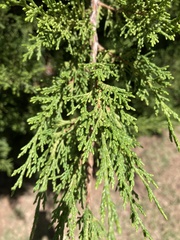 Juniperus virginiana