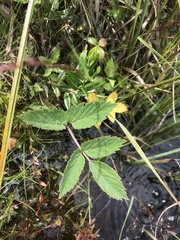 Angelica genuflexa