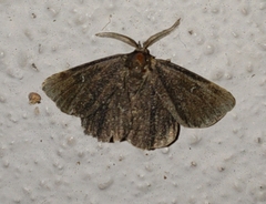 Prosoparia floridana