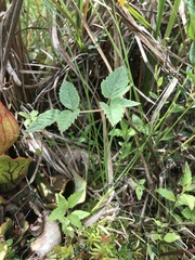 Angelica genuflexa