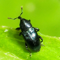 Aulacobaris