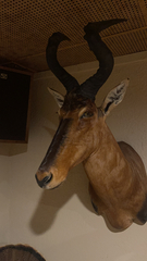 Alcelaphus buselaphus