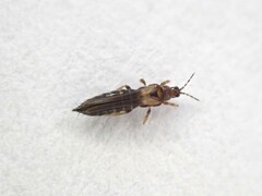 Thrips obscuratus