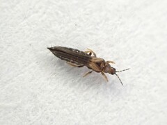 Thrips obscuratus