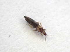 Thrips obscuratus