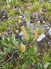 Salix waldsteiniana