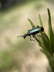 Linsleya sphaericollis