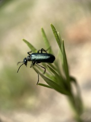 Linsleya sphaericollis