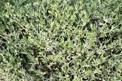 Dodonaea bursariifolia