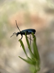 Linsleya sphaericollis