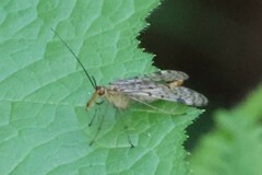 Panorpa nebulosa
