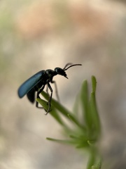Linsleya sphaericollis