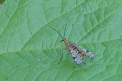 Panorpa nebulosa
