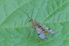 Panorpa nebulosa