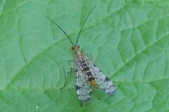 Panorpa nebulosa