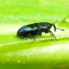 Aulacobaris