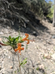 Anisacanthus thurberi