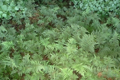 Parapolystichum microsorum