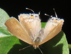 Hypolycaena philippus philippus
