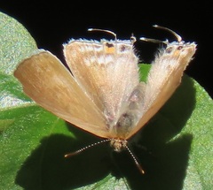 Hypolycaena philippus philippus