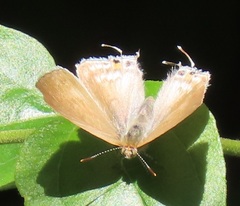 Hypolycaena philippus philippus
