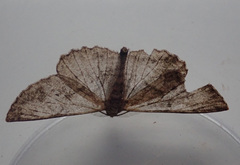Peribatodes rhomboidaria