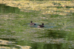 Tachybaptus ruficollis
