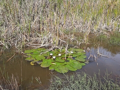 Nymphaea nouchali caerulea