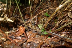 Parapolystichum microsorum