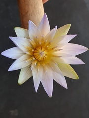 Nymphaea nouchali caerulea