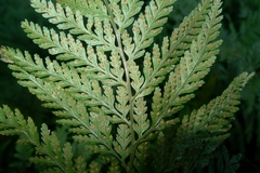 Parapolystichum microsorum