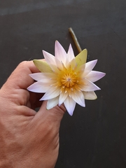 Nymphaea nouchali caerulea